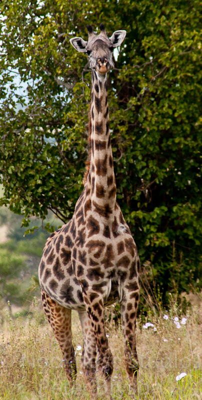 African Giraffes  01