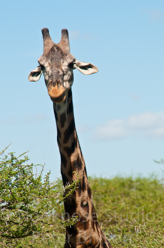 African Giraffes  10