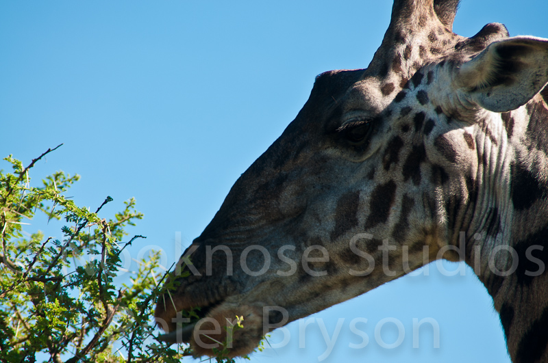 African Giraffes  14