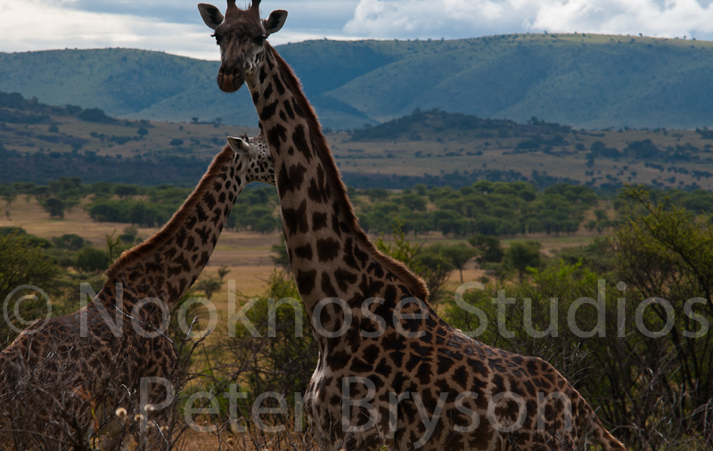African Giraffes  15