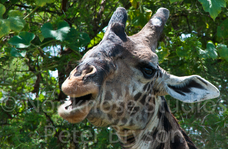 African Giraffes  03