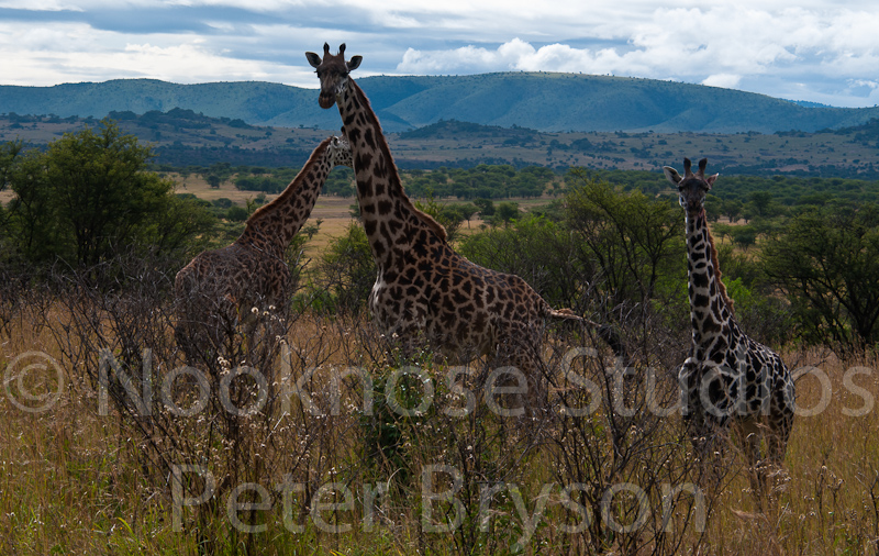 African Giraffes  04