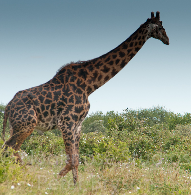 African Giraffes  05
