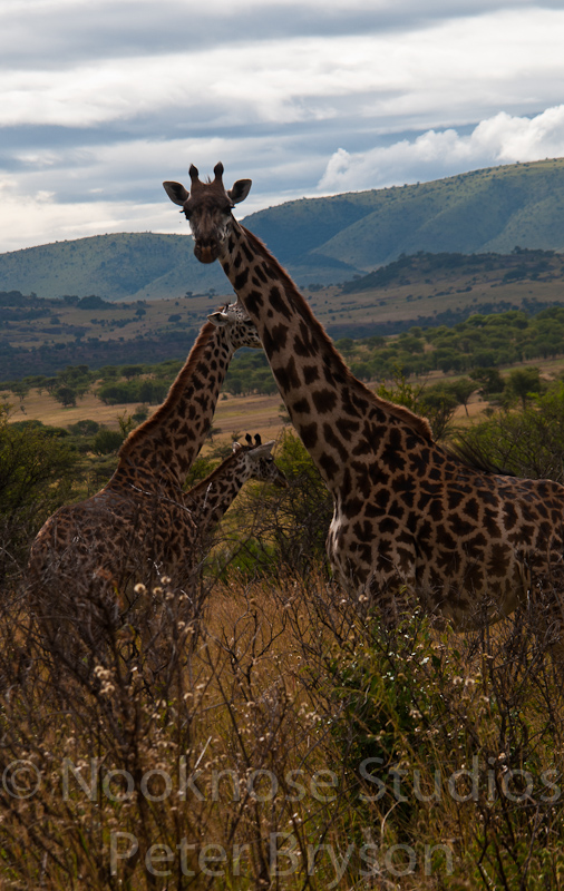 African Giraffes  06