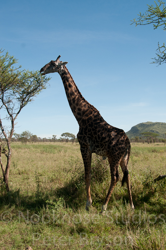 African Giraffes  08