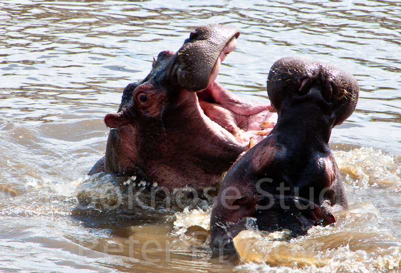 African Hippos  01
