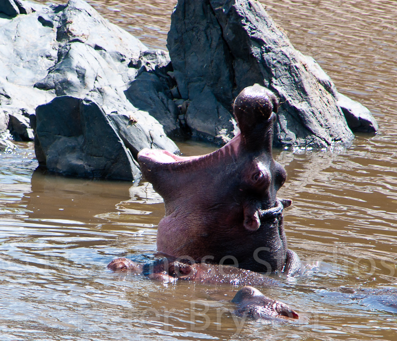 African Hippos  10