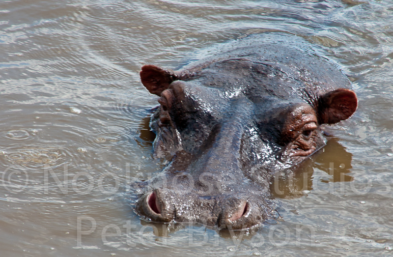 African Hippos  03
