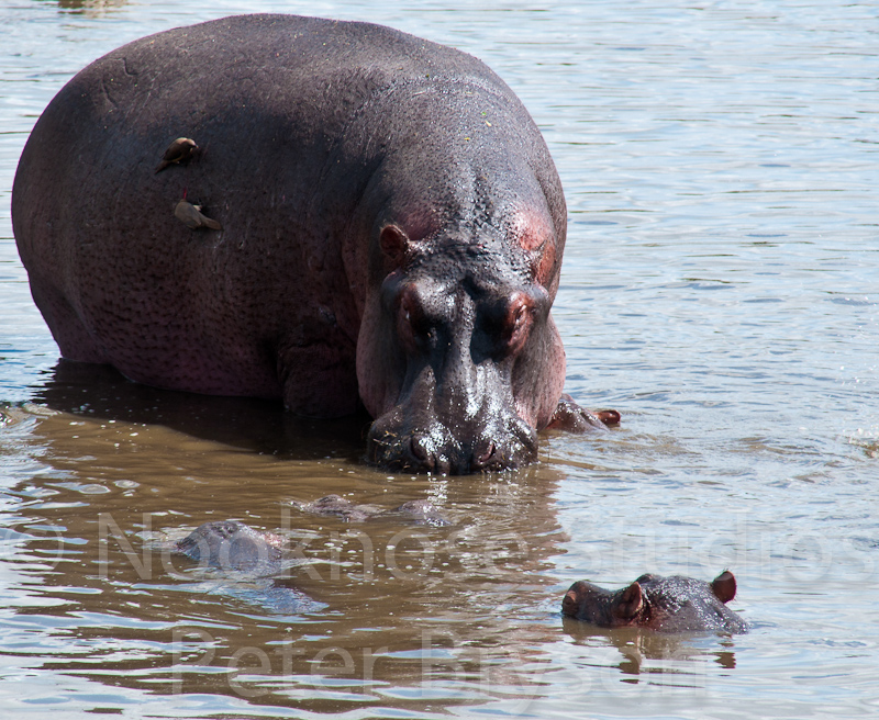 African Hippos  04
