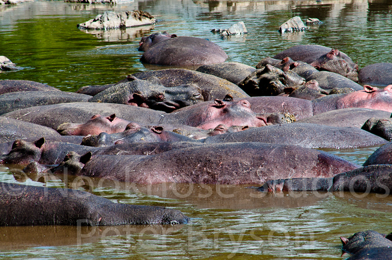 African Hippos  05