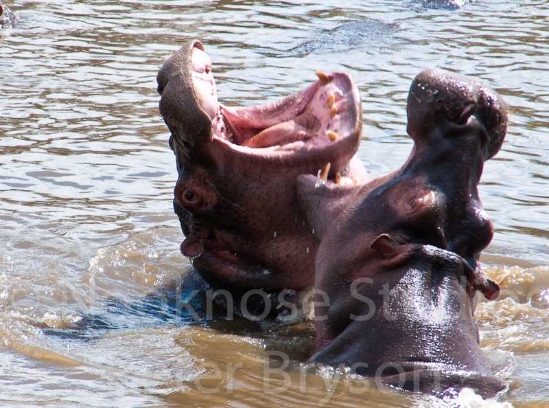 African Hippos  06