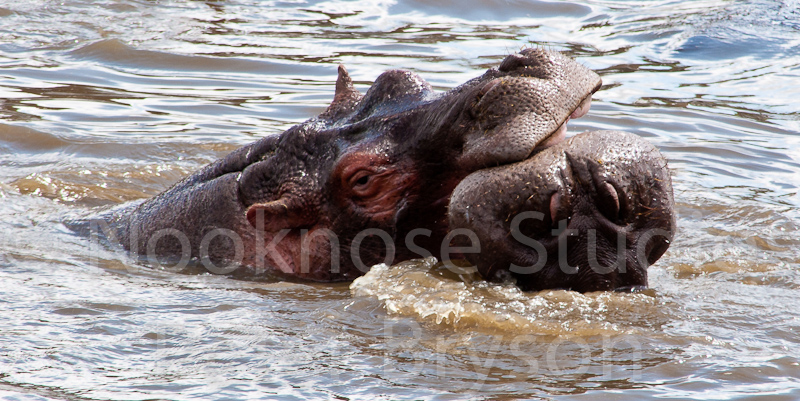 African Hippos  07
