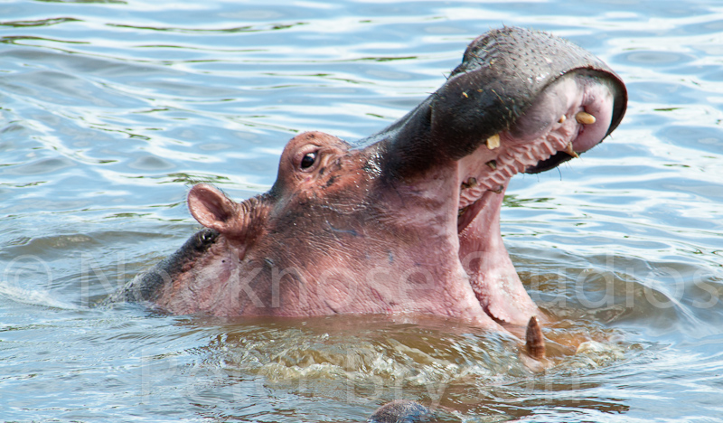 African Hippos  09