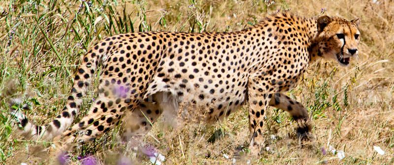 African Leopards  01