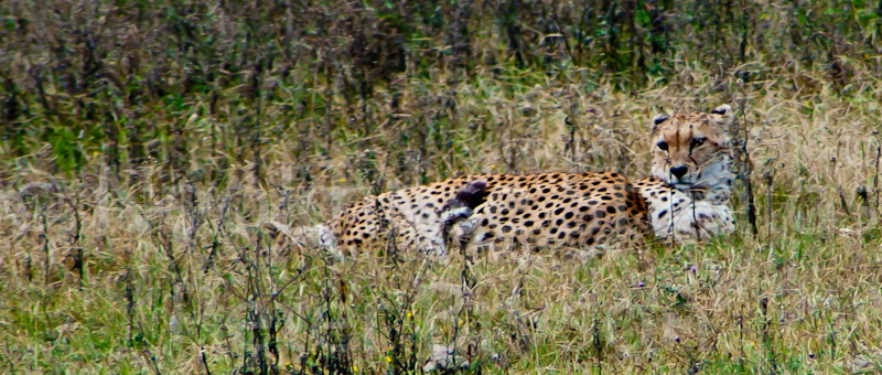 African Leopards  04