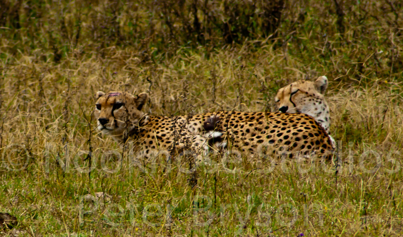 African Leopards  06