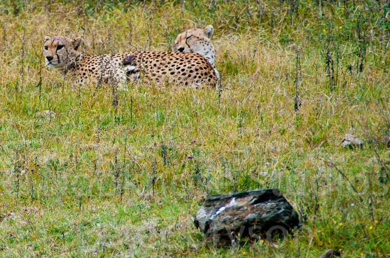 African Leopards  07