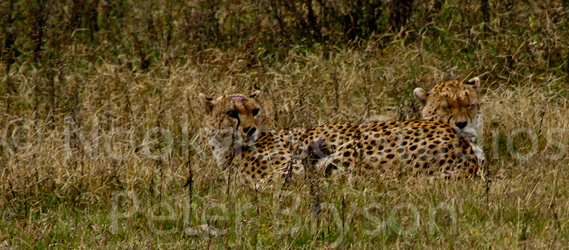 African Leopards  08