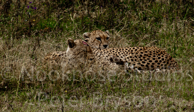 African Leopards  09