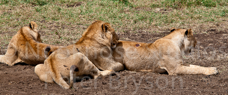 African Lions  10