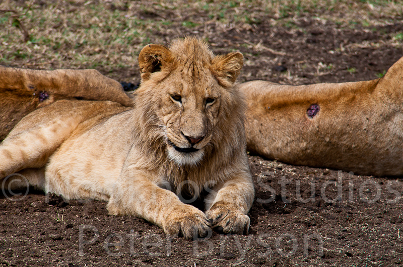 African Lions  11