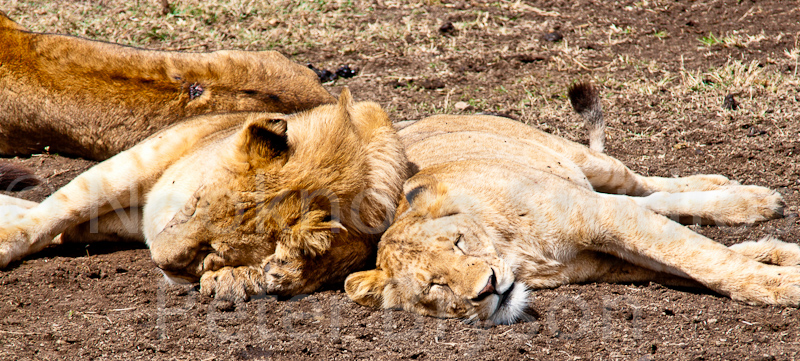African Lions  13
