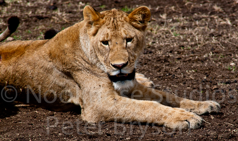 African Lions  14