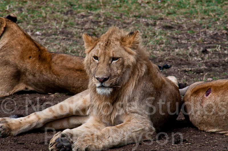 African Lions  16