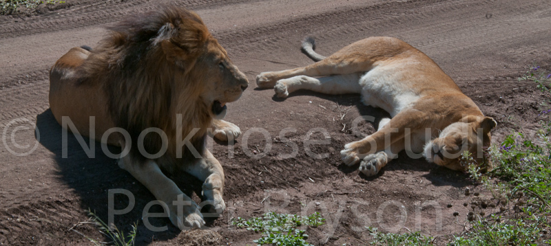 African Lions  20