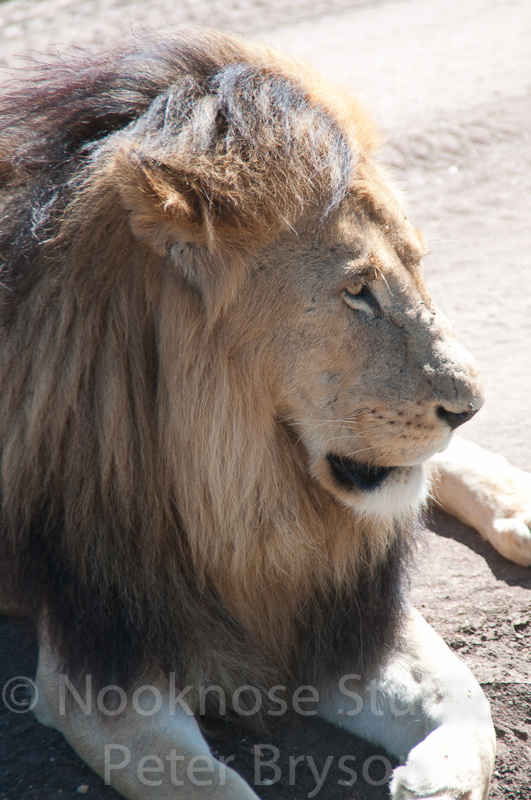 African Lions  22