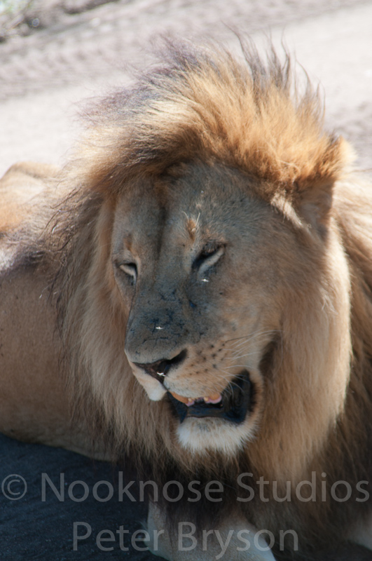 African Lions  23