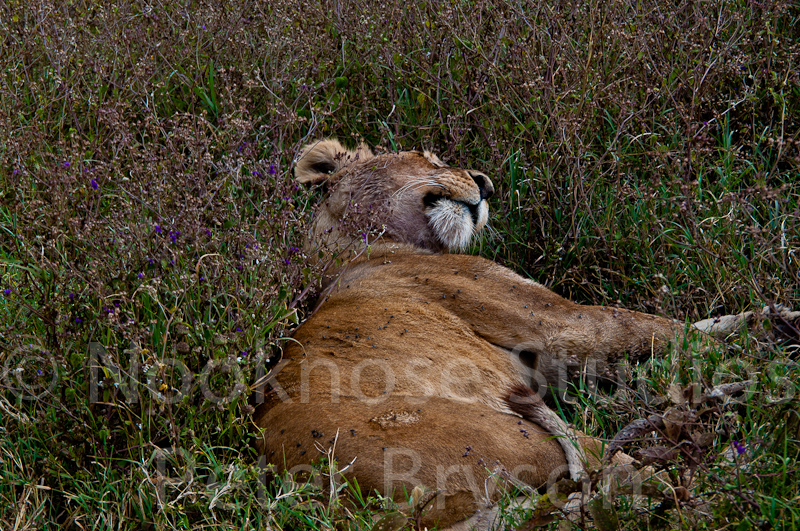 African Lions  03