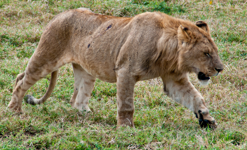 African Lions  07