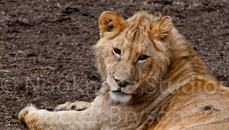 African Lions  08