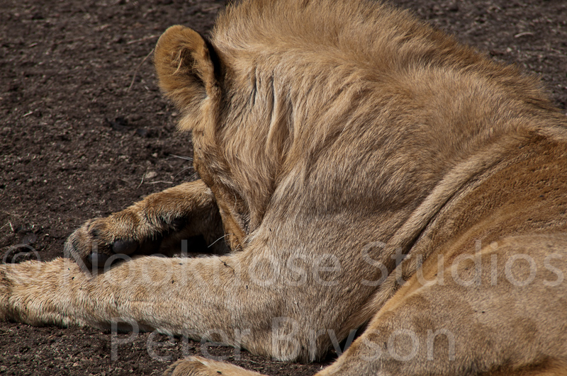 African Lions  09