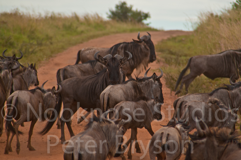 African Migration 24