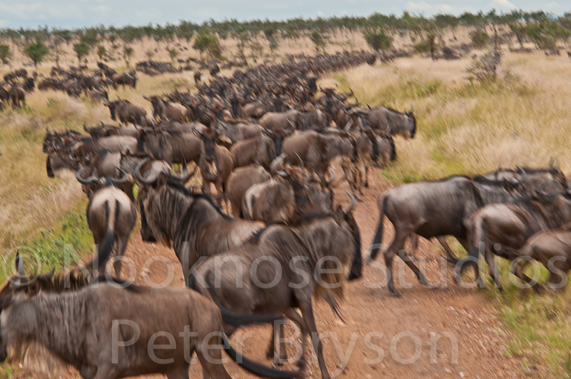 African Migration 03
