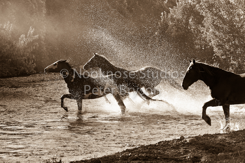 Horses- Water